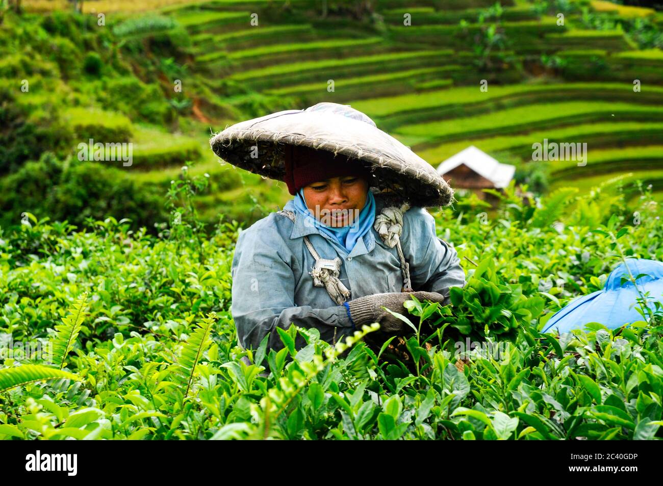Una mietitrice per donna con cappello asiatico a cono che raccoglie e raccoglie foglie di tè in una piantagione di tè di campo in collina a Giava Occidentale, Indonesia Foto Stock