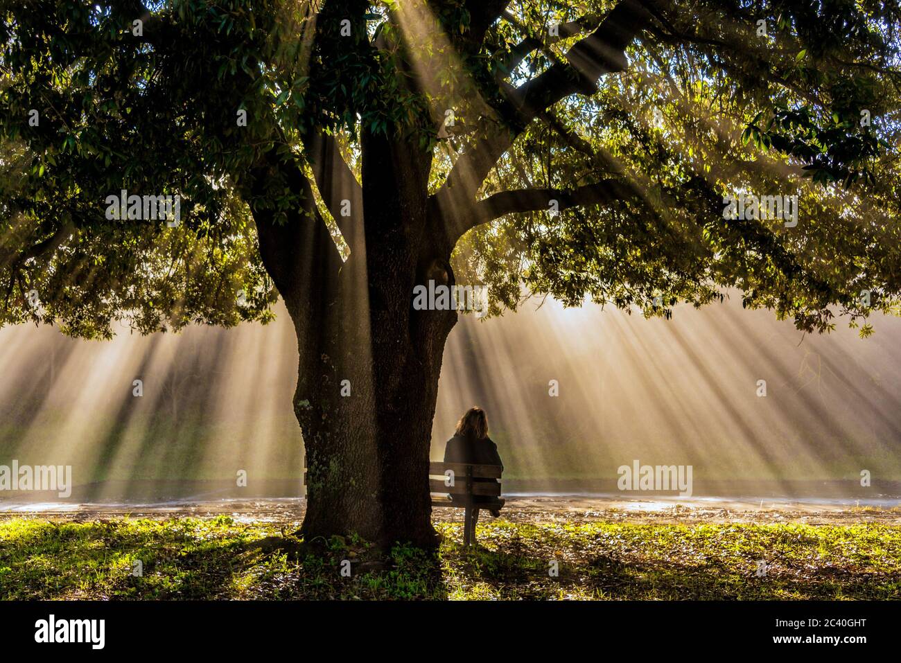 una donna seduta sotto il monumentale leccio di torre a castello - siena - in una nebbia invernale domenica mattina Foto Stock