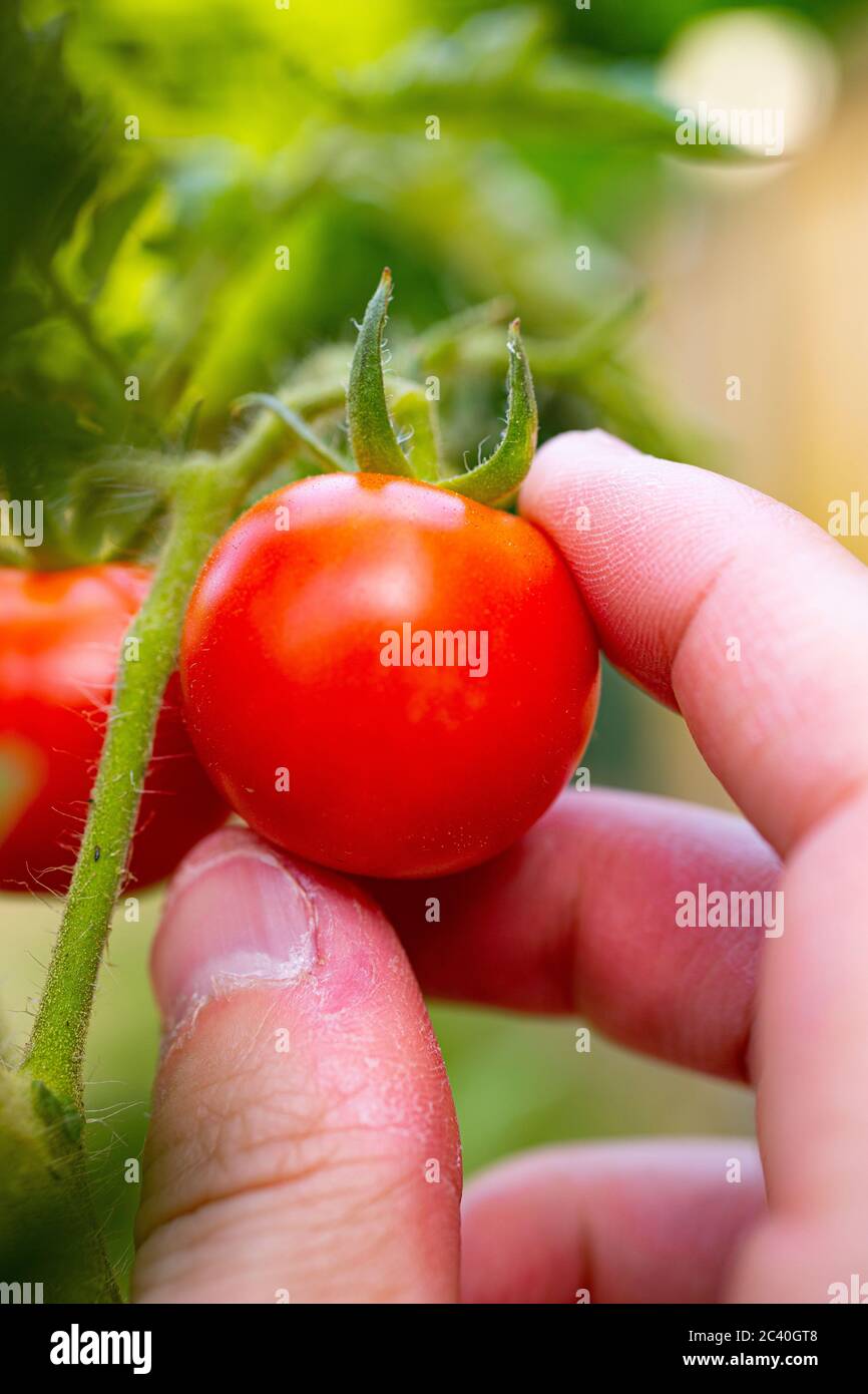 Raccolta di frutta di pomodoro 'Alicante' Foto Stock