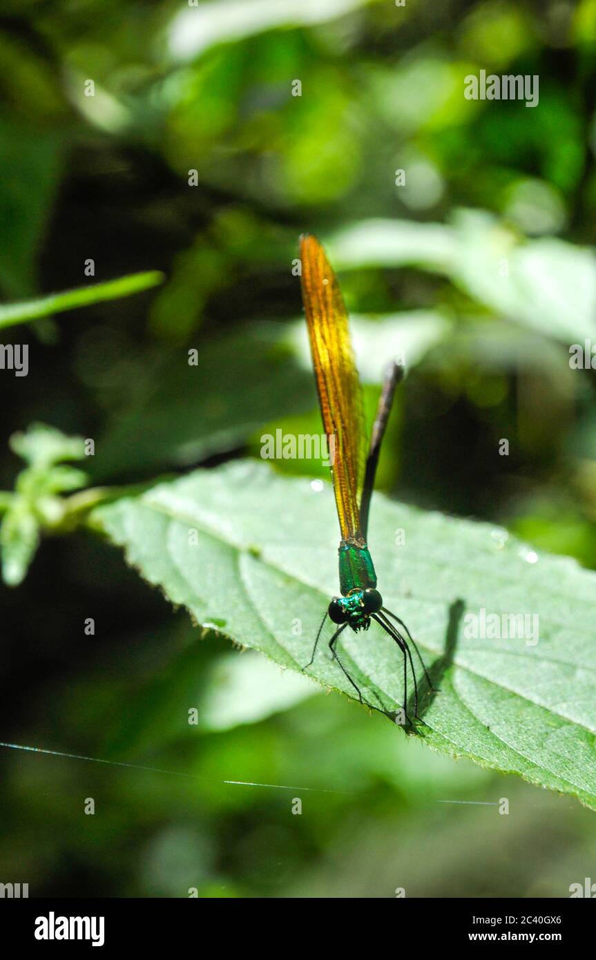 Bella libellula tropicale : Gloria Foresta con ali trasparenti (Vestalis gracilis) Foto Stock