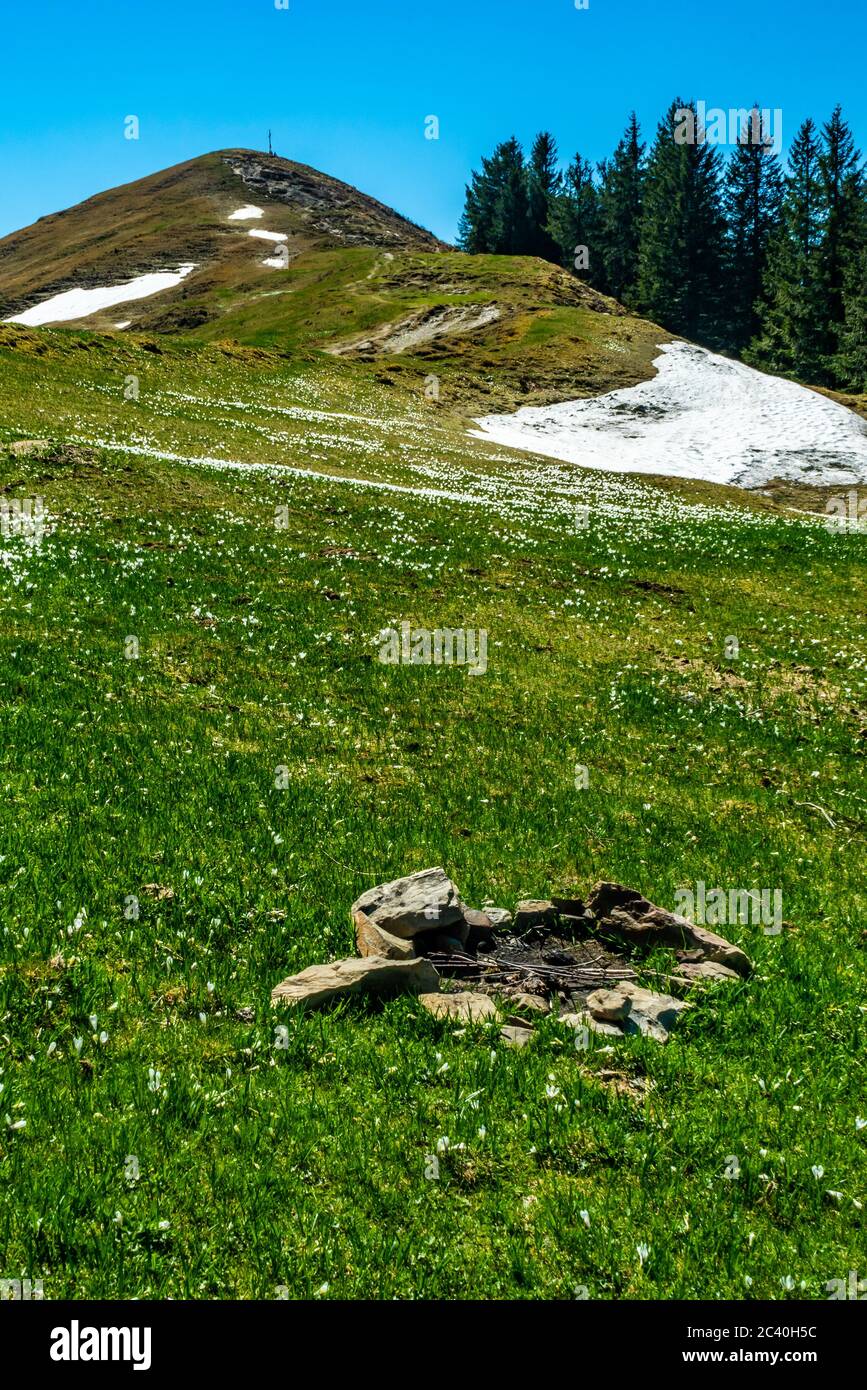 Krokusse an der Hohen Kugel, Vorarlberg, Austria, wunderbarer Frühling, Frühlingsblumen, Schönheit am Wanderweg, Schnee und Blumen, Hohenems Foto Stock