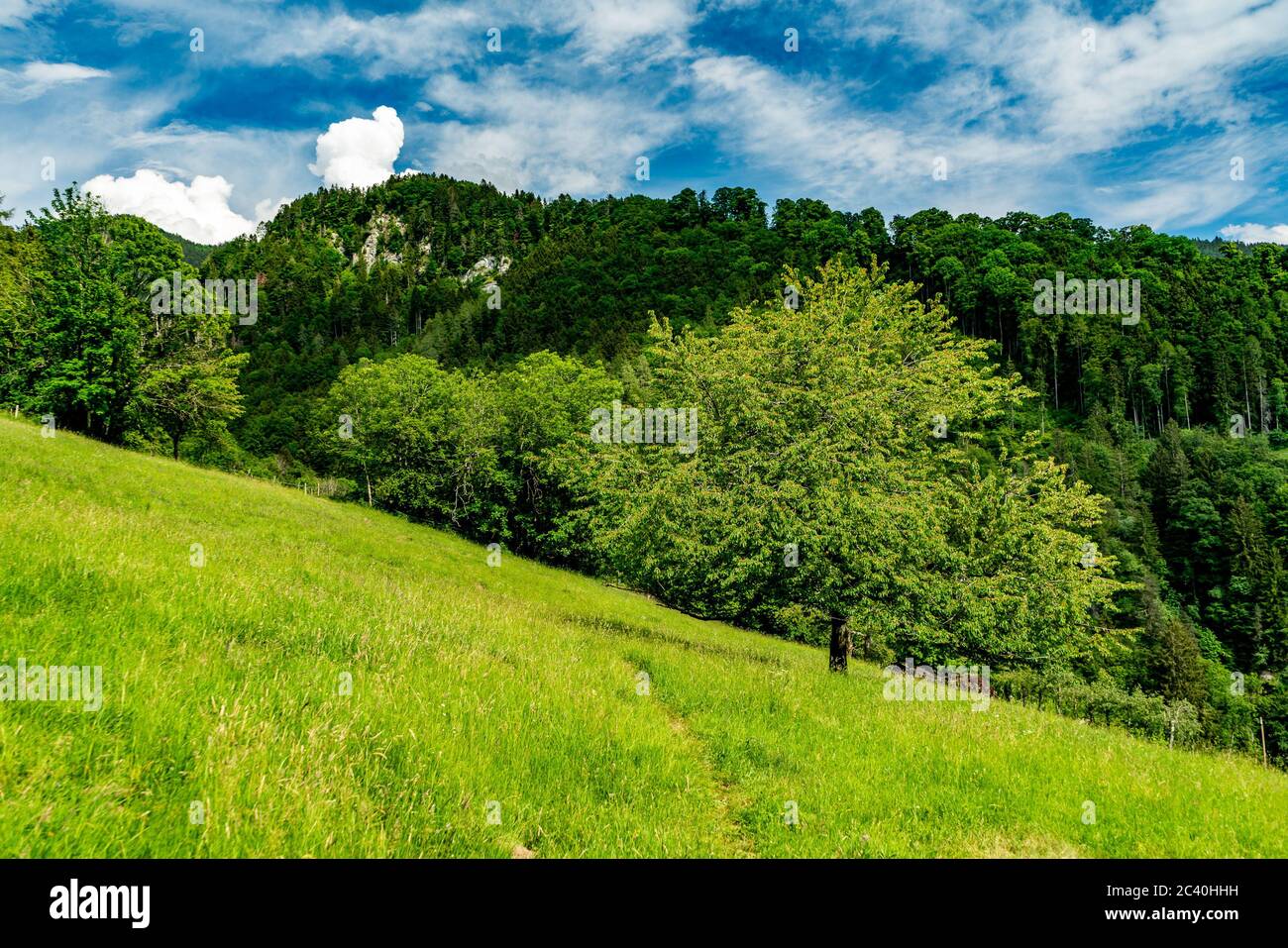 Klaus, Vorarlberg, Austria, ein schöner grosser Baum stehleht allein auf der Wiese, am Berghang, Bergen und Wald im Hintergrund Foto Stock