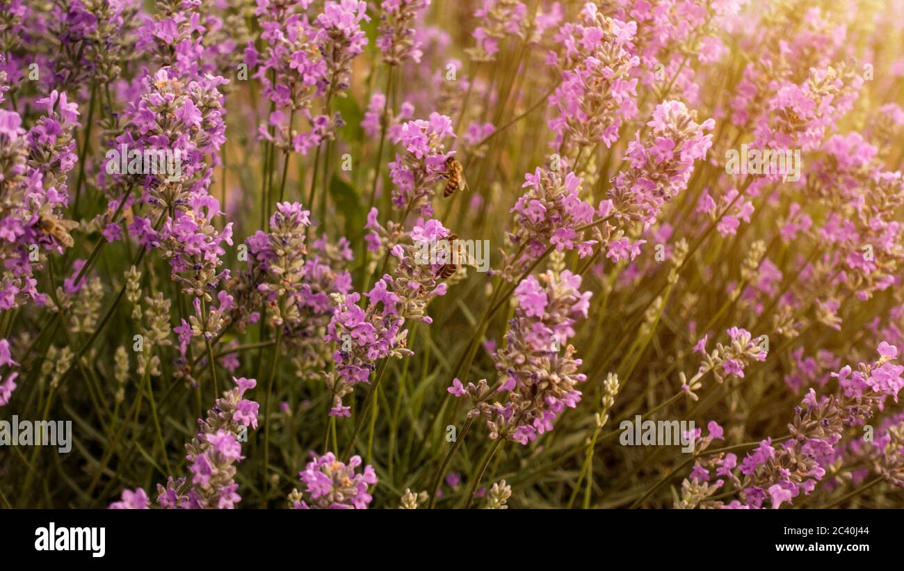 L'ape di miele impollinizza i fiori di lavanda. Bumblebee impollinizza i fiori di lavanda. Raccolta di nettare nella provincia zone rurali con campo infinito Foto Stock