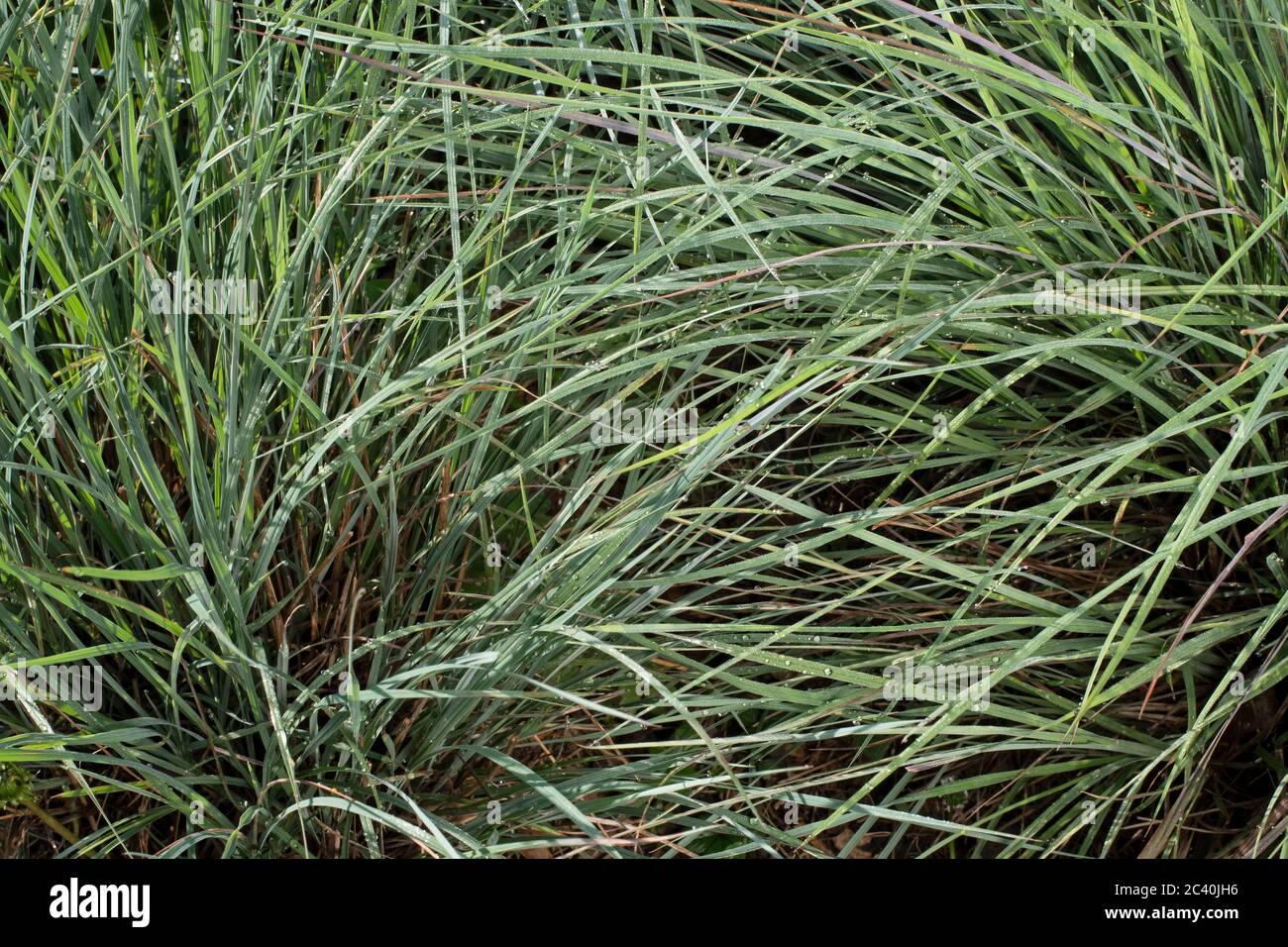 Il piccolo bluebostem si è rivestito di rugiada al sole della mattina presto. Conosciuto anche come erba della barba, Foto Stock