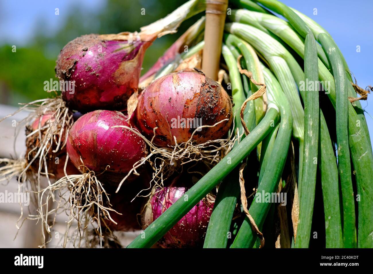 mazzo di cipolle rosse che asciugano al sole, giardino inglese, norfolk, inghilterra Foto Stock