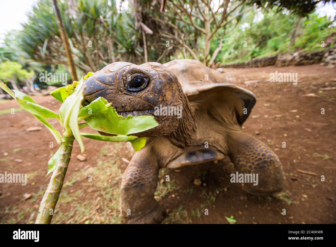 Nutrire grandi tartarughe nel parco naturale la Vanille, Mauritius. Foto Stock