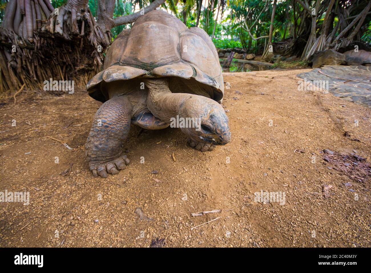 Nutrire grandi tartarughe nel parco naturale la Vanille, Mauritius. Foto Stock