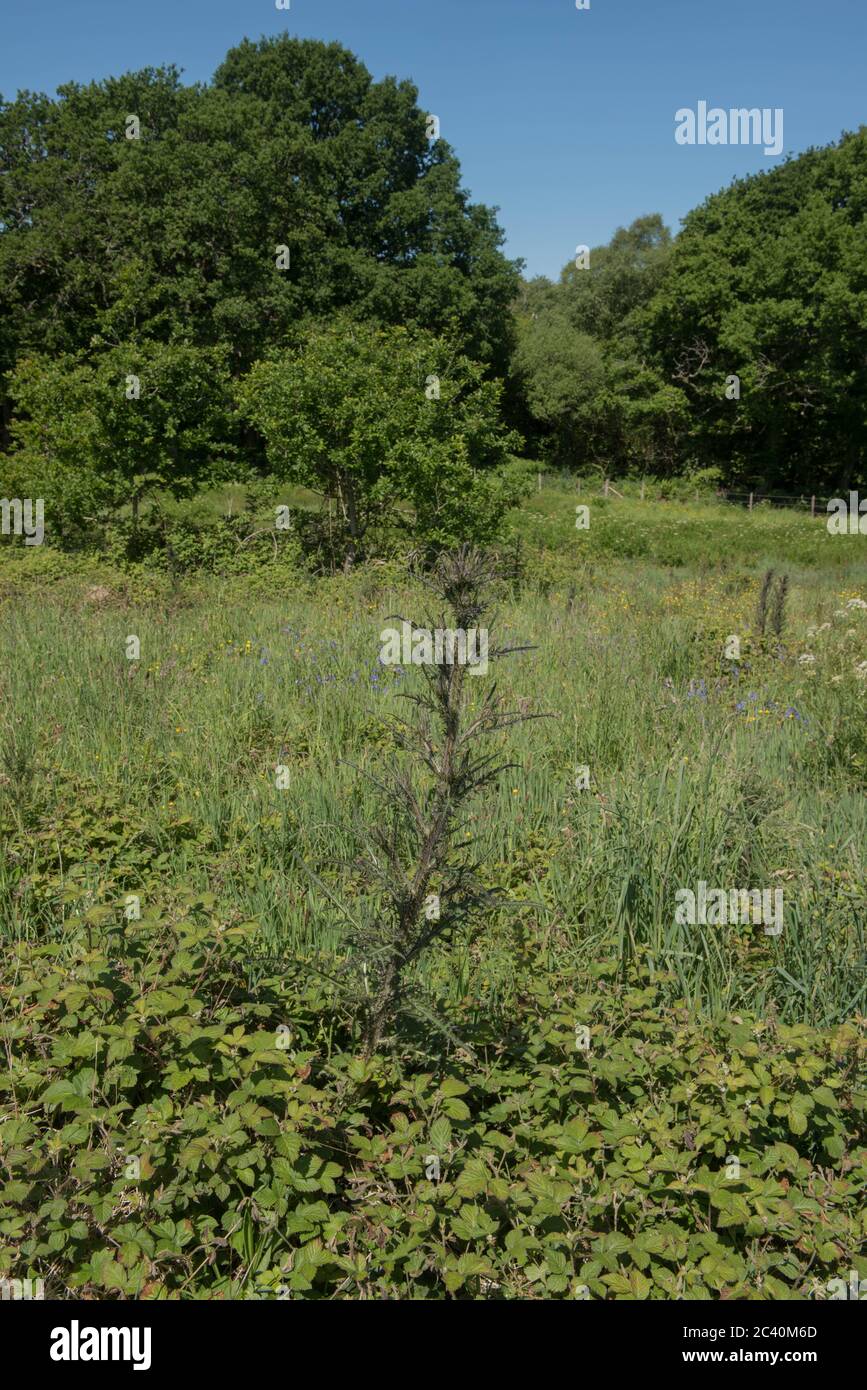 La crescita estiva di un Marsh Thistle Wildflower (Cirsium palustre) che cresce in Moorland nel Devon Rurale, Inghilterra, Regno Unito Foto Stock