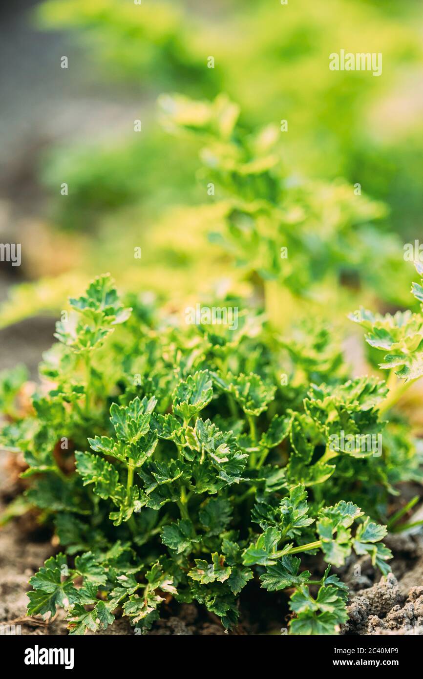 Foglie di foglie di prezzemolo o di prezzemolo da giardino (Petroselinum crispo) che crescono nel Giardino vegetale Foto Stock