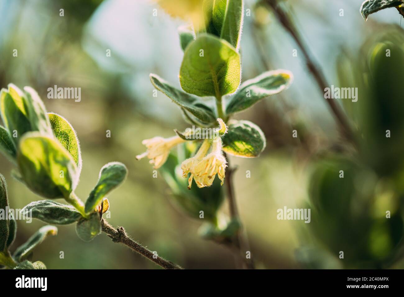 Foglie giovani di foglia verde di primavera e gemme non soffiate di Honeysuckles, Lonicera che cresce nel Giardino vegetale Foto Stock