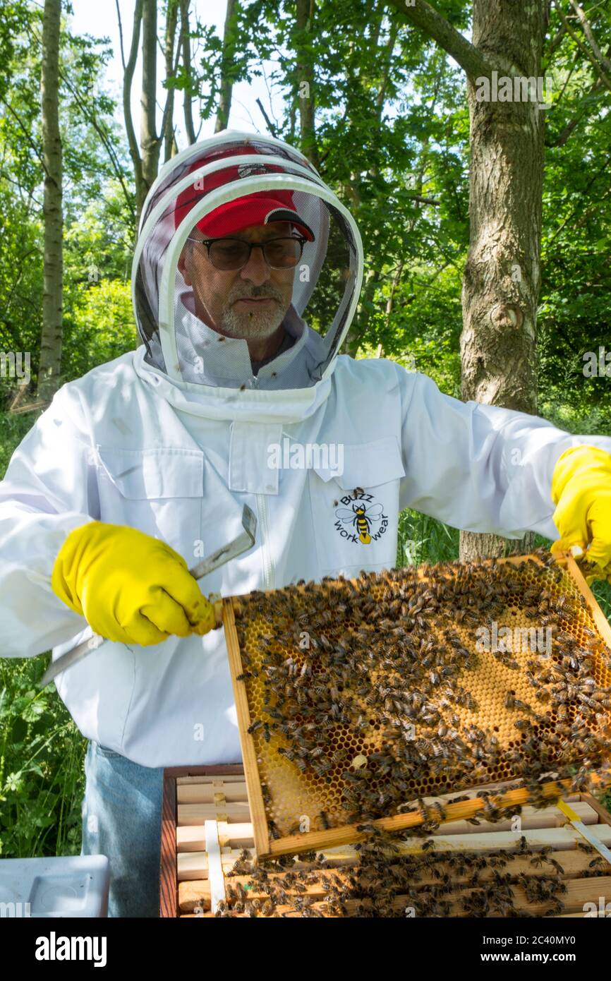 Un apicoltore al lavoro sui suoi alveari. Foto Stock