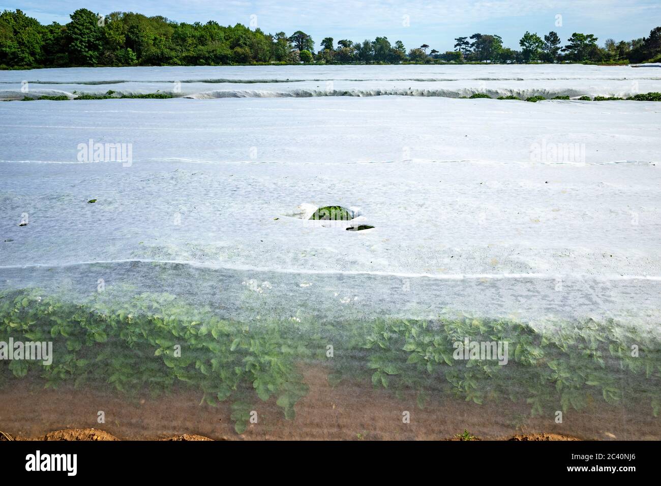 Patate che crescono sotto il pile Bawdsey Suffolk UK Foto Stock