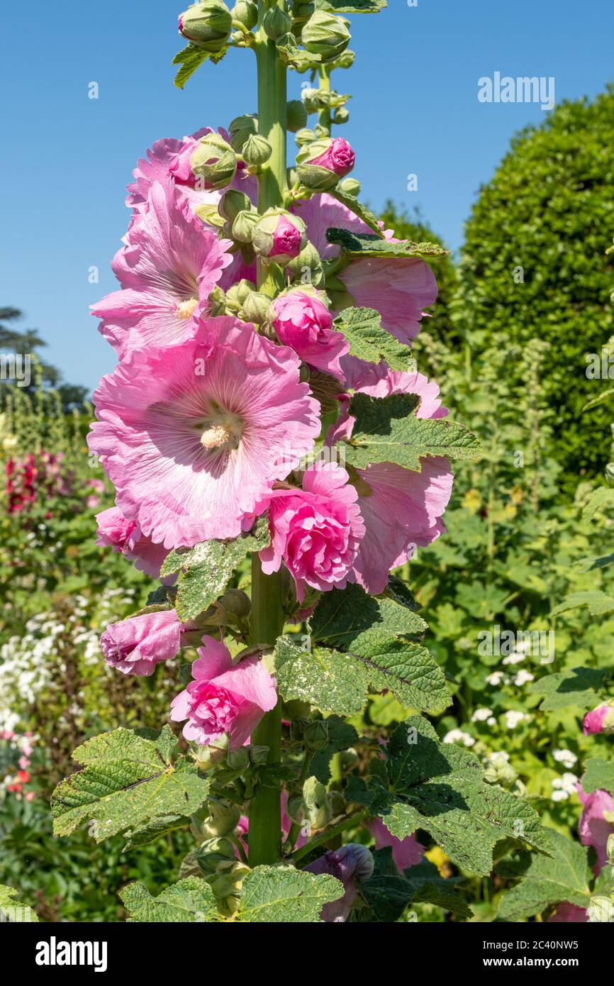 Fiori di hollyhock rosa (Alcea), fiori di Hollyhocks colorati che fioriscono durante giugno, Regno Unito Foto Stock