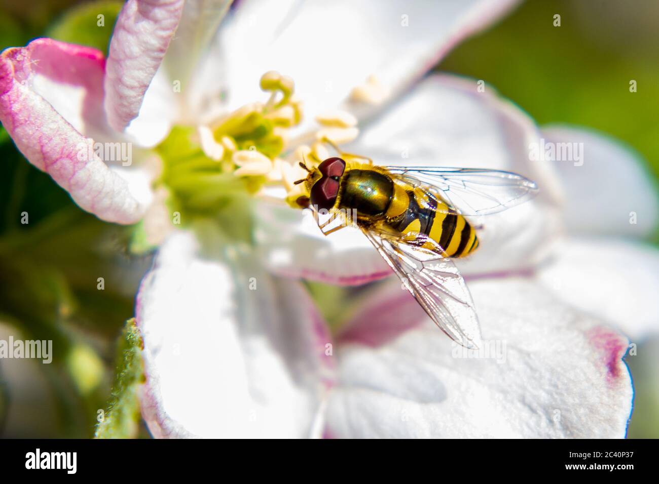 Syrphus vitripennis volata su fiore rosa di mela Foto Stock