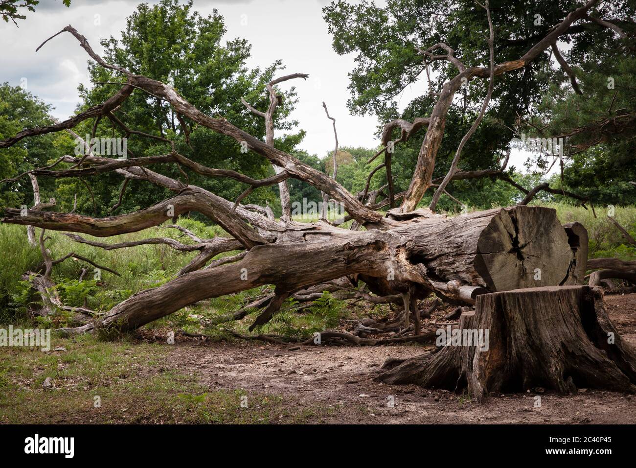 Albero abbattuto nella brughiera di Wahner, Colonia, Germania. Gefaellter Baum in der Wahner Heide, Koeln, Deutschland. Foto Stock