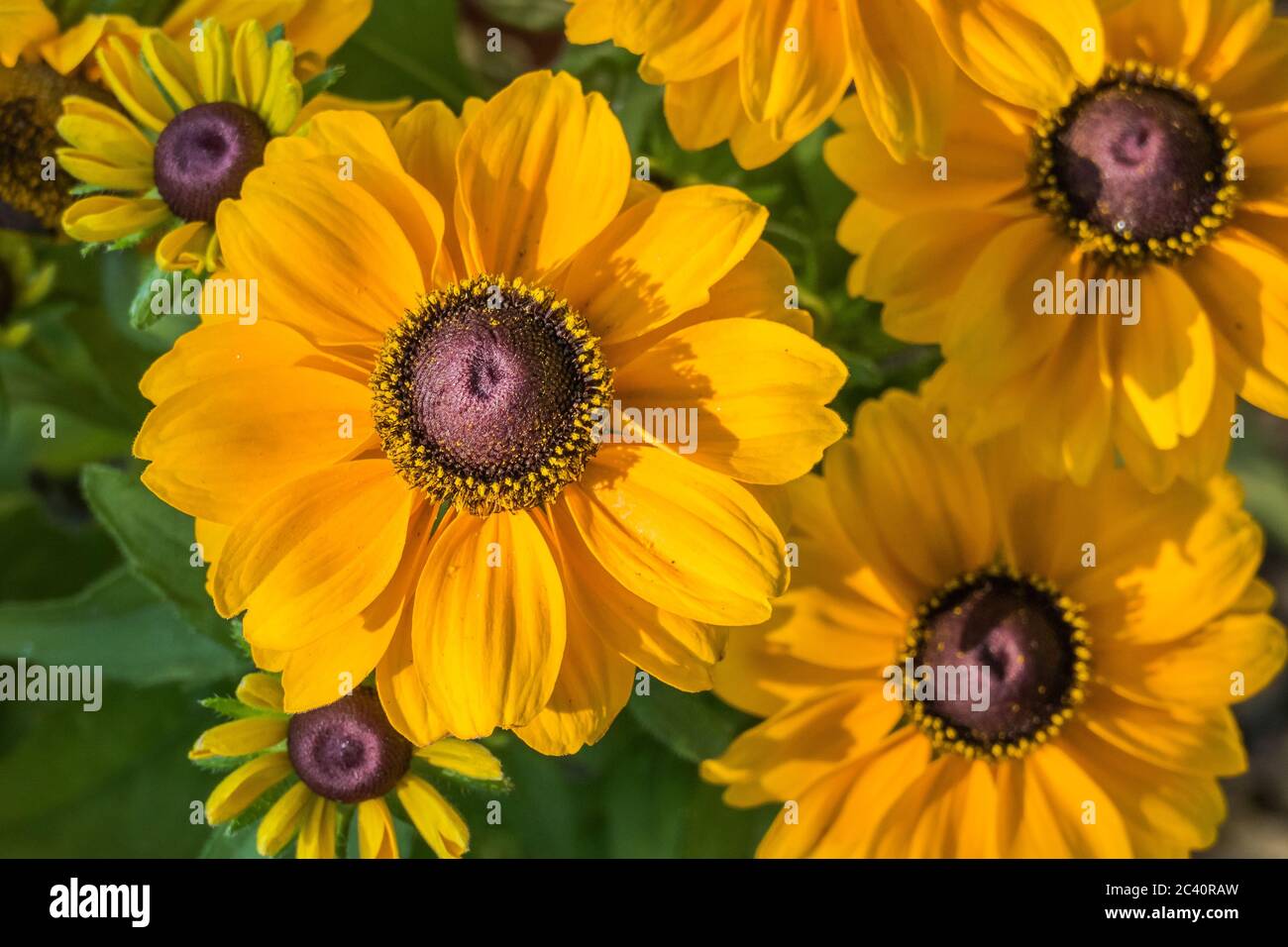 primo piano vista rudbeckia hirta occhi neri susan fiori con luce solare Foto Stock