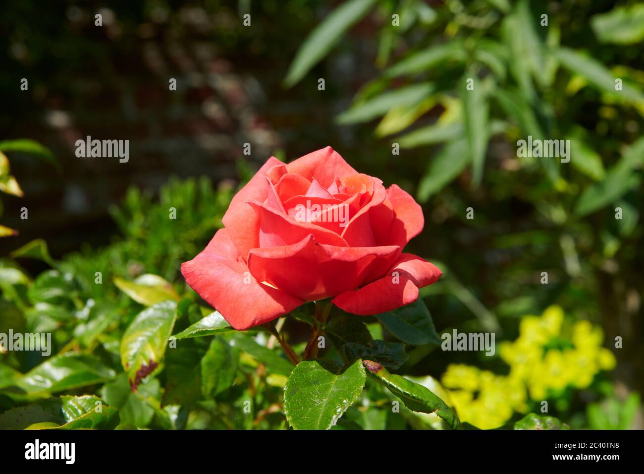 Garden Rose (genere Rosa app), Estate, East Yorkshire, Inghilterra, Regno Unito, GB. Foto Stock