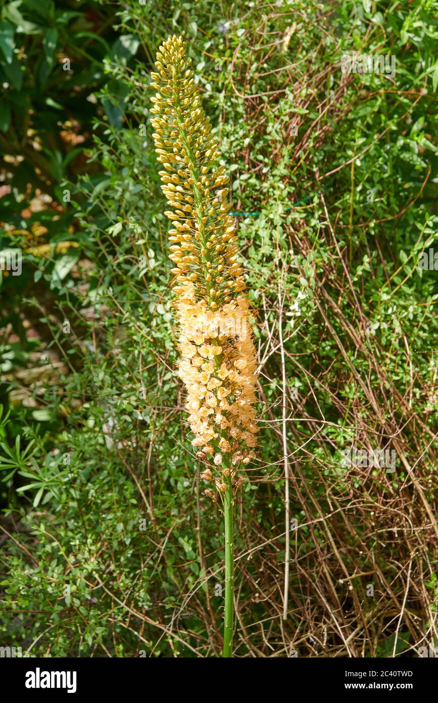 Foxtail Lilly o Desert Candle (Eremurus Robust), Estate, Yorkshire Orientale, Inghilterra, Regno Unito, GB. Foto Stock
