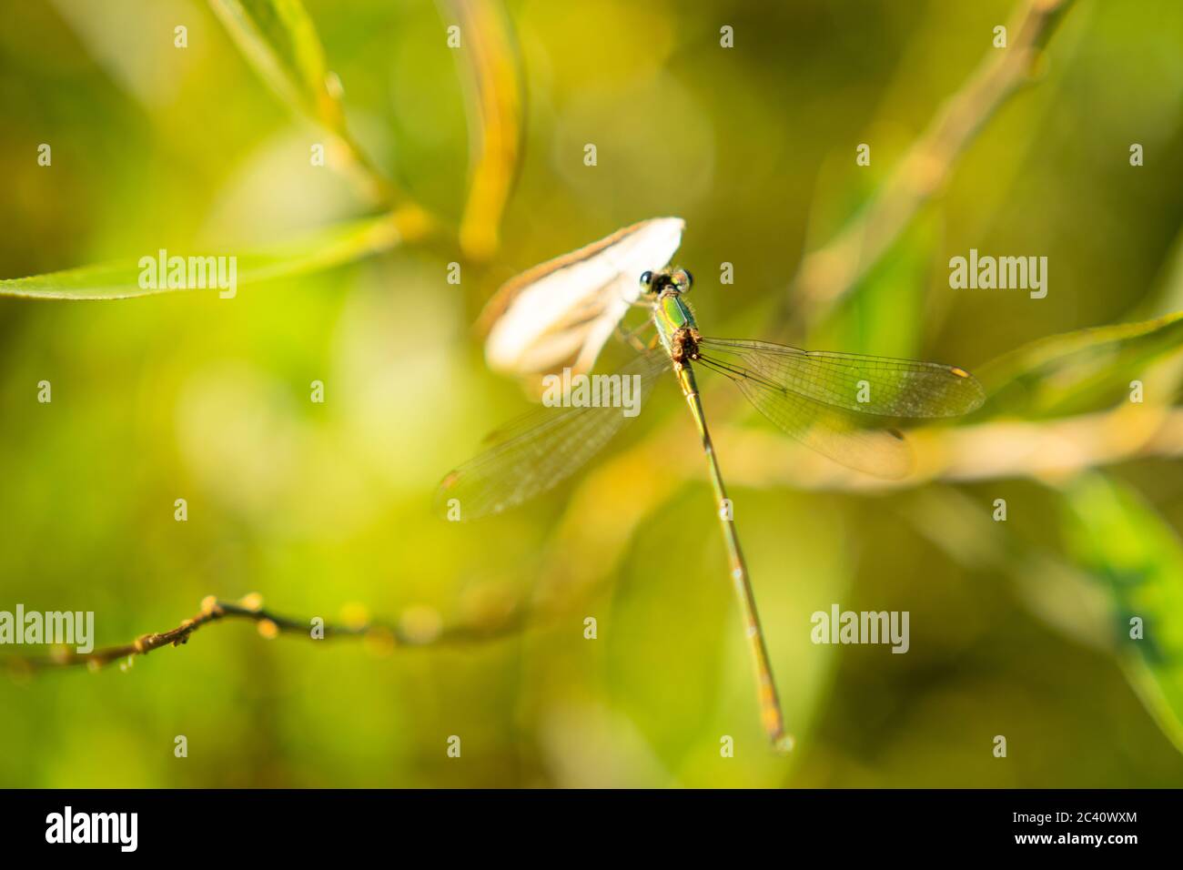 Primo piano di Dragonfly seduto su un'erba verde ricca Foto Stock