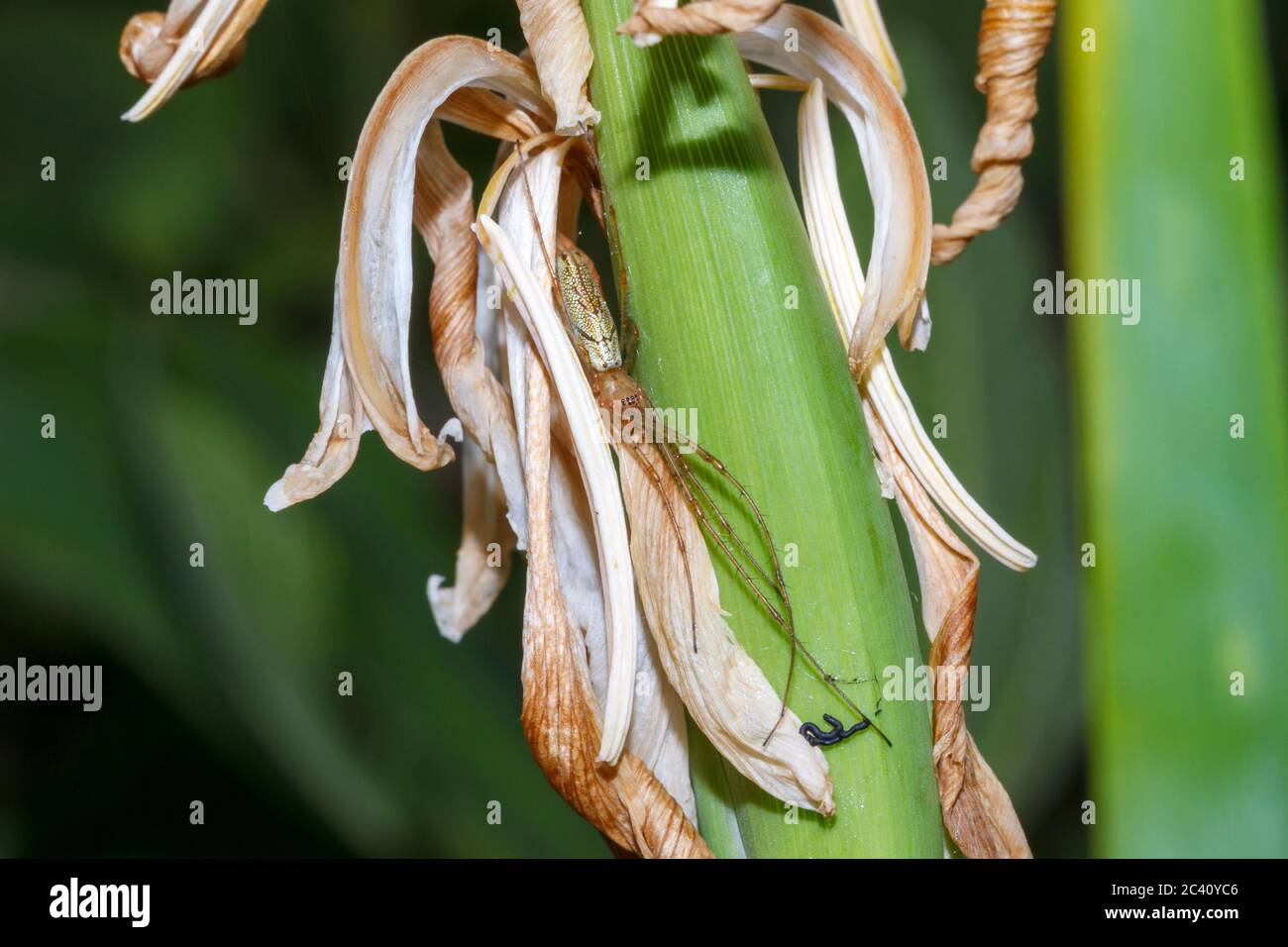 Tetragnatha extensa ragno, giardino, Sussex, UK Foto Stock