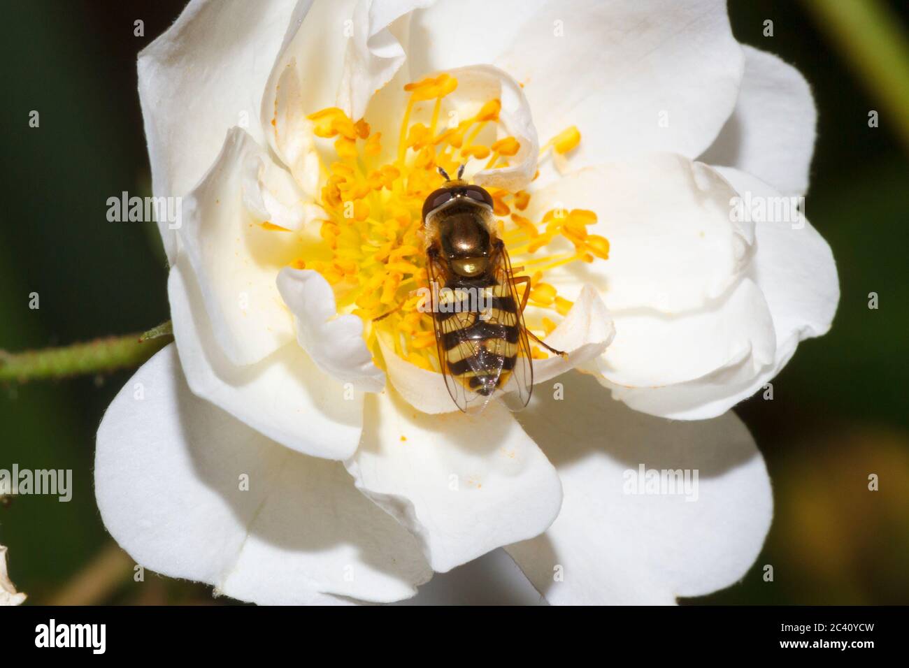 Hoverfly migrante (Eupeodes corollae) Sussex Garden, UK Foto Stock