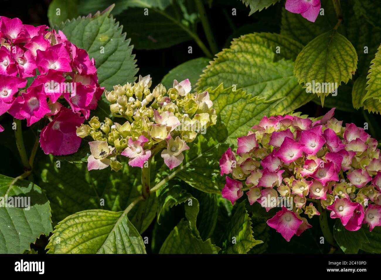 Il cespuglio di macrophylla di hydrangea in piena fioritura in un giardino posteriore a Northampton, Inghilterra, Regno Unito. Foto Stock
