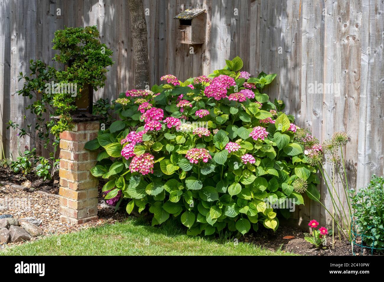 Il cespuglio di macrophylla di hydrangea in piena fioritura in un giardino posteriore a Northampton, Inghilterra, Regno Unito. Foto Stock