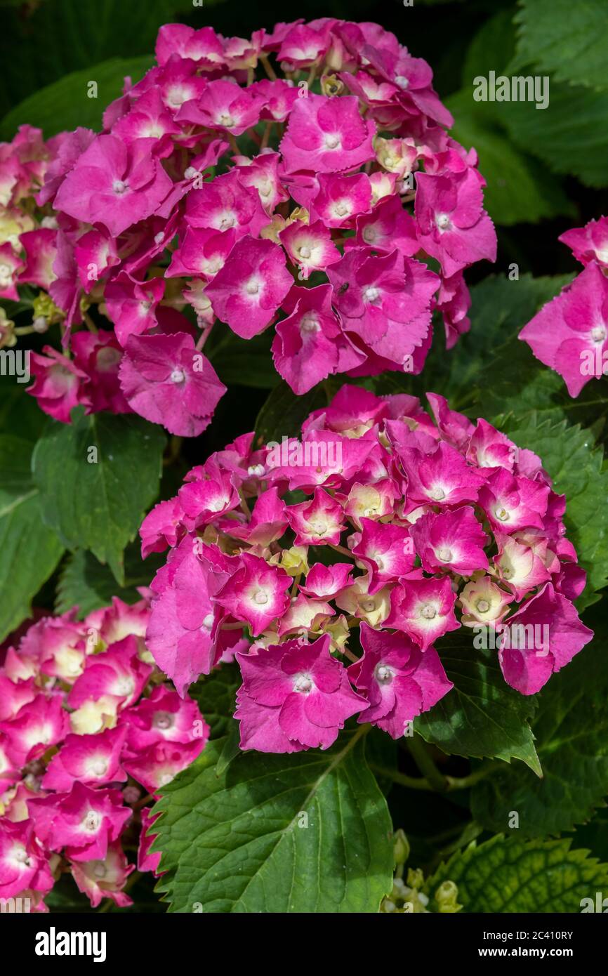 Il cespuglio di macrophylla di hydrangea in piena fioritura in un giardino posteriore a Northampton, Inghilterra, Regno Unito. Foto Stock