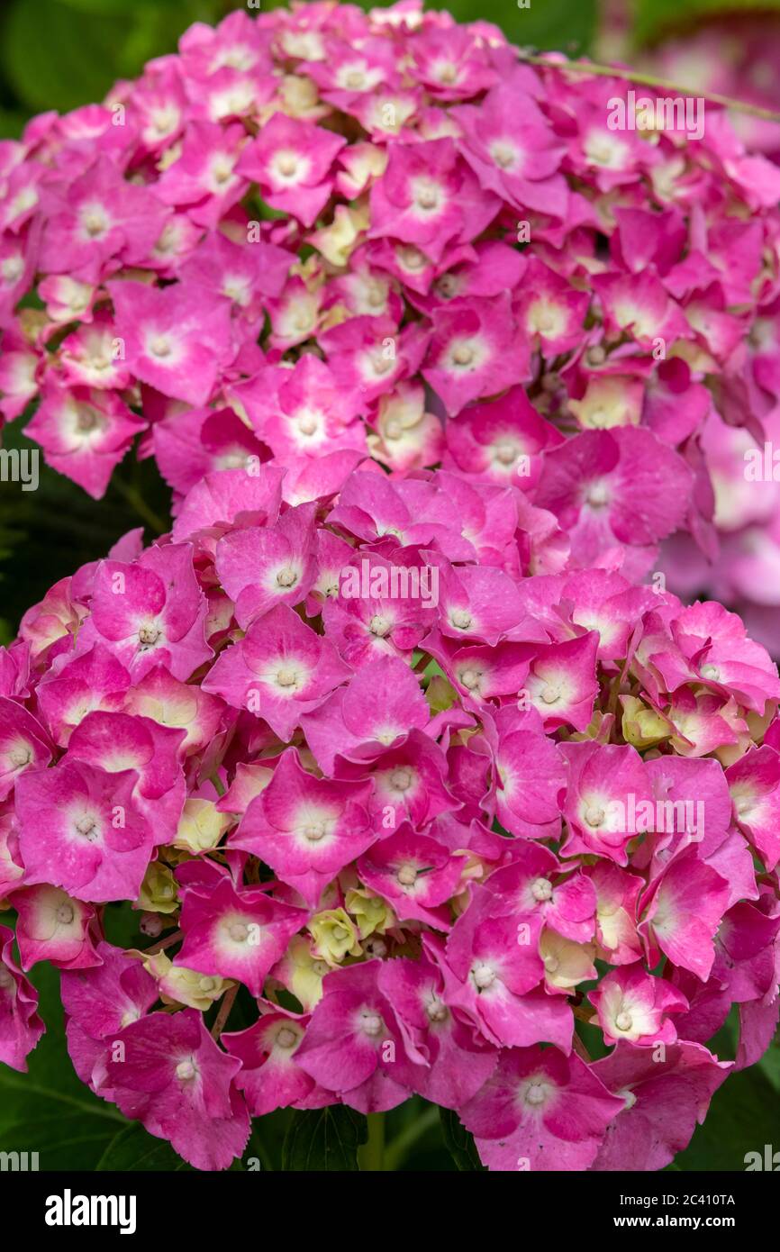 Il cespuglio di macrophylla di hydrangea in piena fioritura in un giardino posteriore a Northampton, Inghilterra, Regno Unito. Foto Stock
