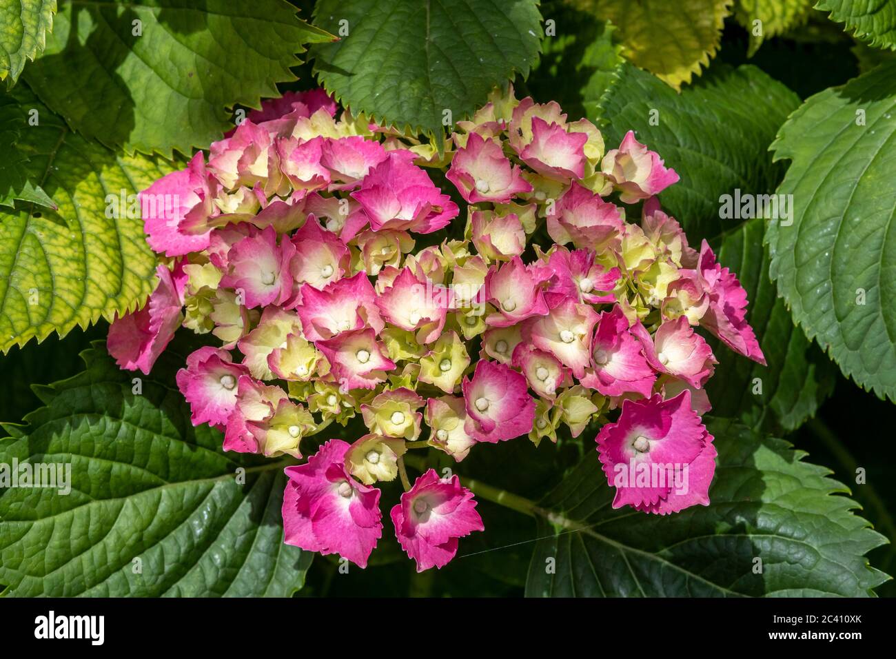 Il cespuglio di macrophylla di hydrangea in piena fioritura in un giardino posteriore a Northampton, Inghilterra, Regno Unito. Foto Stock
