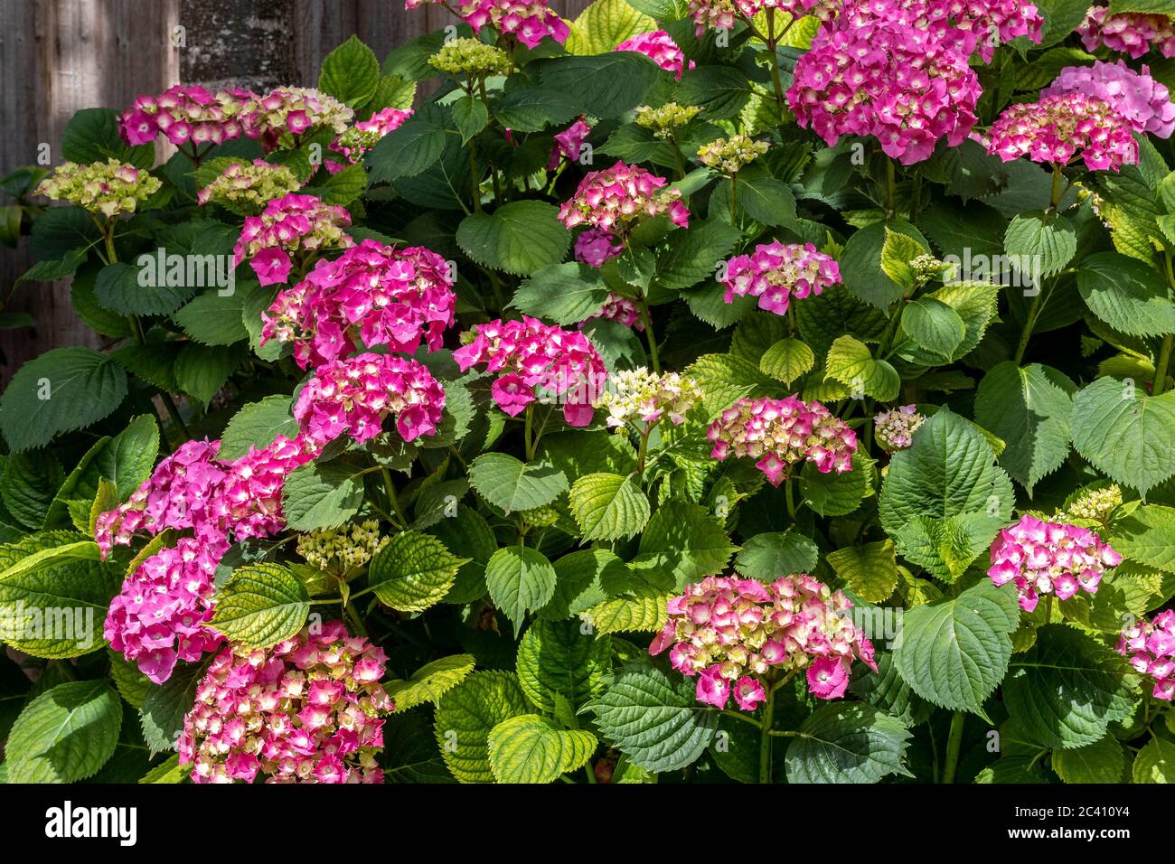 Il cespuglio di macrophylla di hydrangea in piena fioritura in un giardino posteriore a Northampton, Inghilterra, Regno Unito. Foto Stock