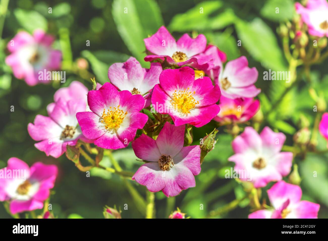Un frammento di una vernice occhio di rosone. I fiori in fiore di un colore mostrano il loro centro, in cui è visibile uno spettro di colori contrastanti. Foto Stock