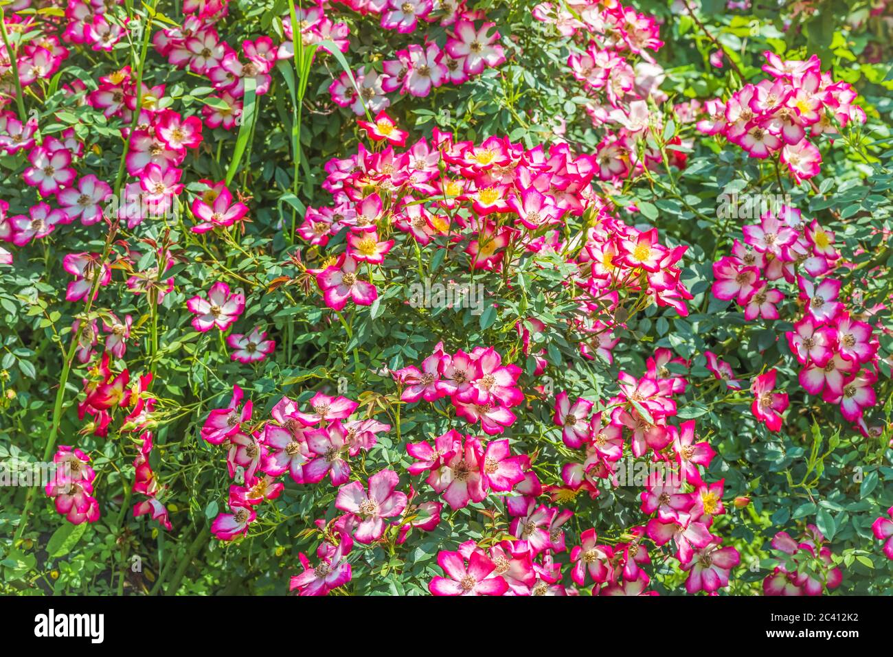 Un frammento di una vernice occhio di rosone. I fiori in fiore di un colore mostrano il loro centro, in cui è visibile uno spettro di colori contrastanti. Foto Stock