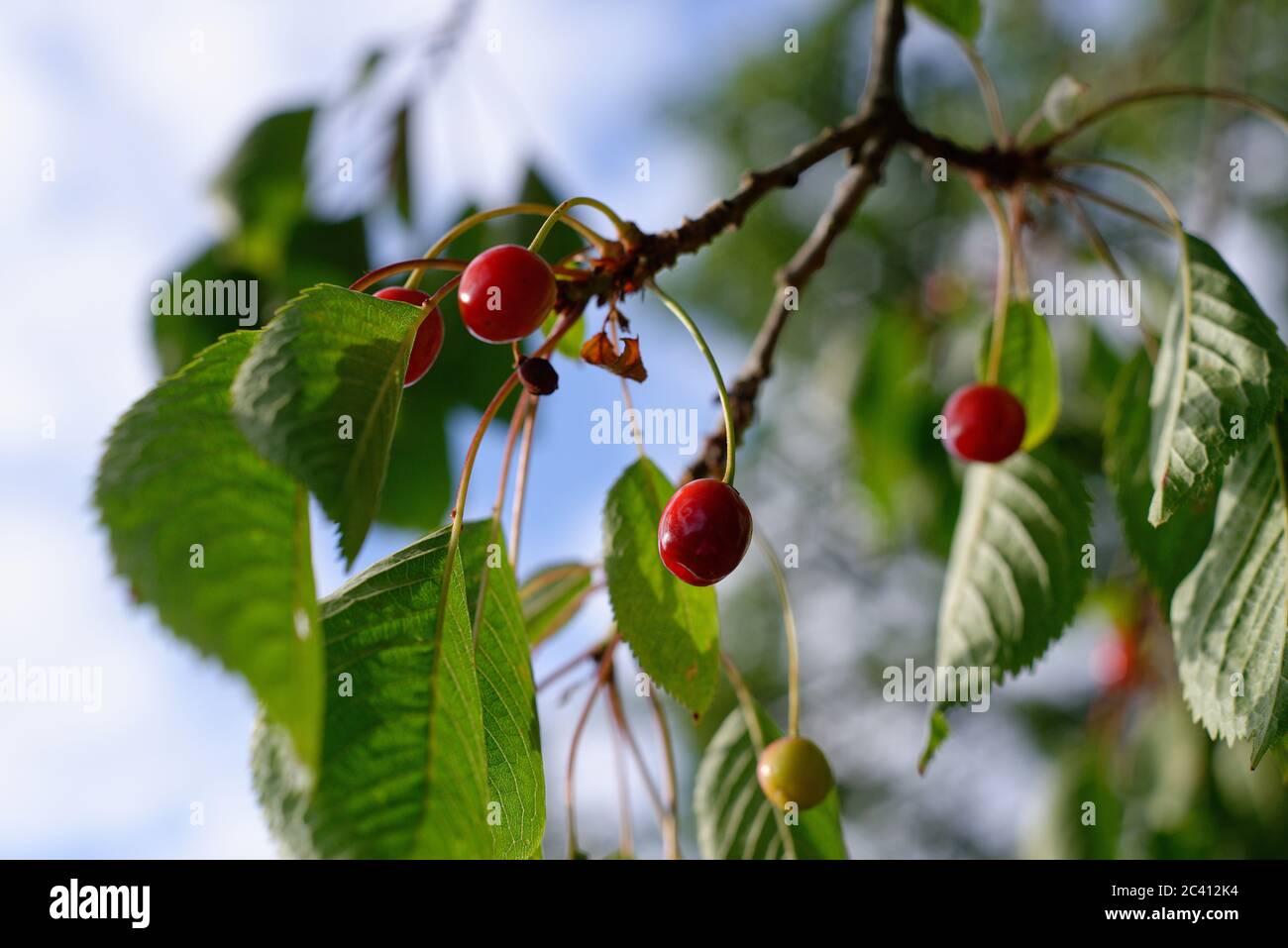 Un albero di ciliegio selvaggio al bordo di un legno in Inghilterra. Frutta per gli uccelli, come sono piuttosto indolori. Foto Stock