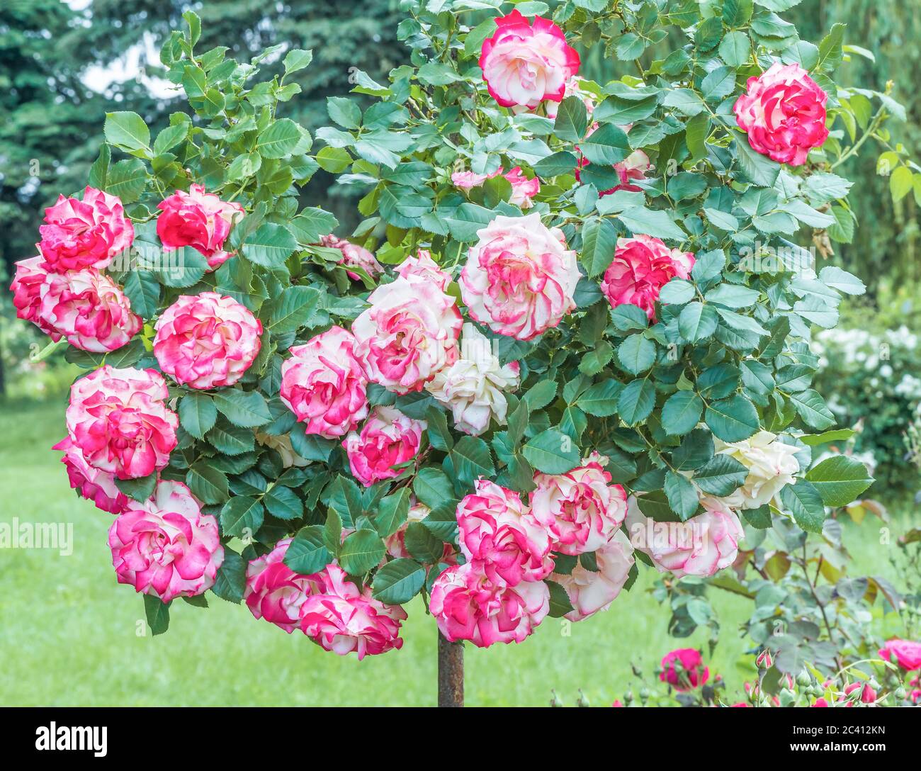 Hybrid Tea Rose "Double Delight" - la regina tra rose bicolore. Il centro del fiore è bianco cremoso con un bordo rosso lampone intorno all'edg Foto Stock