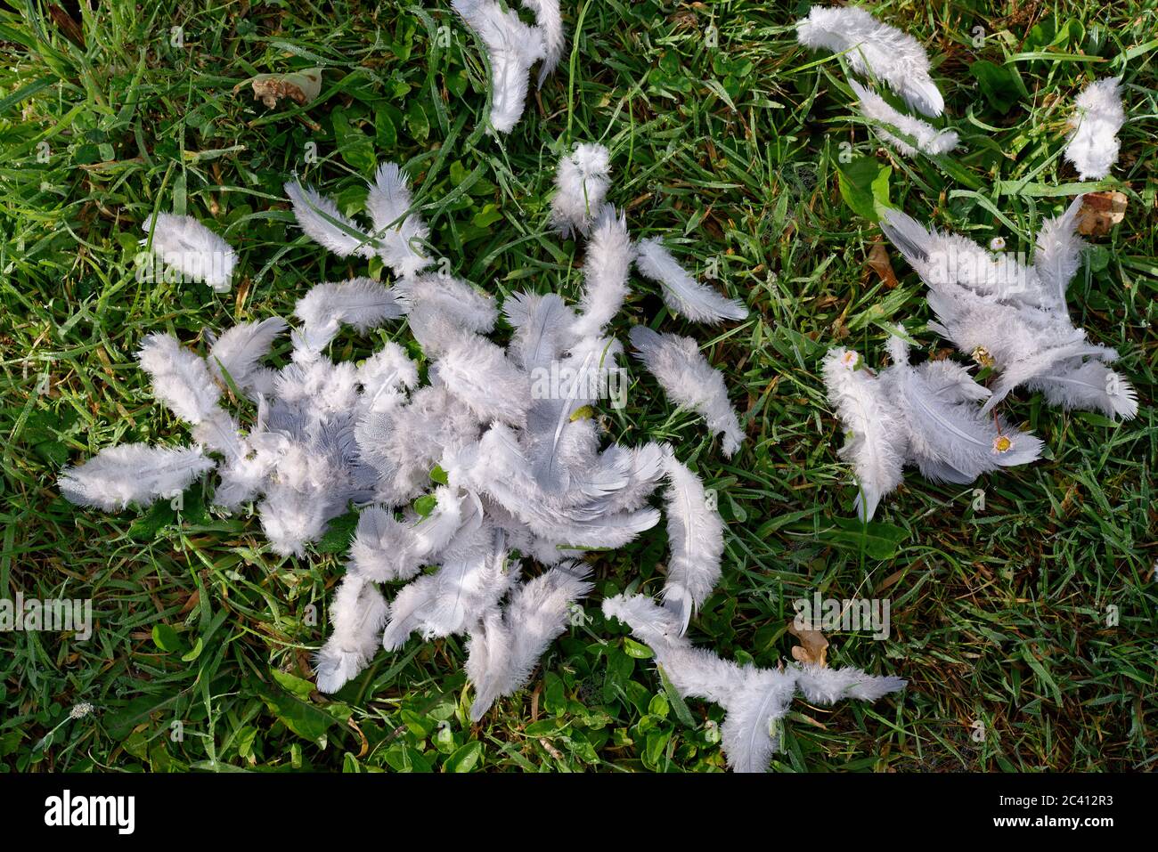 Un pasticcio di piume di uccelli giovani (piccione) sull'erba dopo un attacco da parte di un predatore. L'uccello scappò e sopravvisse ma perse queste piume di conseguenza. Foto Stock