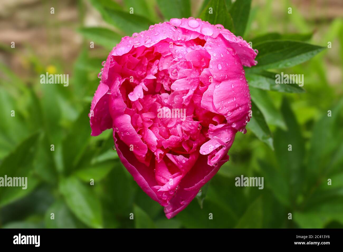 Fiore di peonia sotto la pioggia - dettaglio della fioritura della peonia Foto Stock