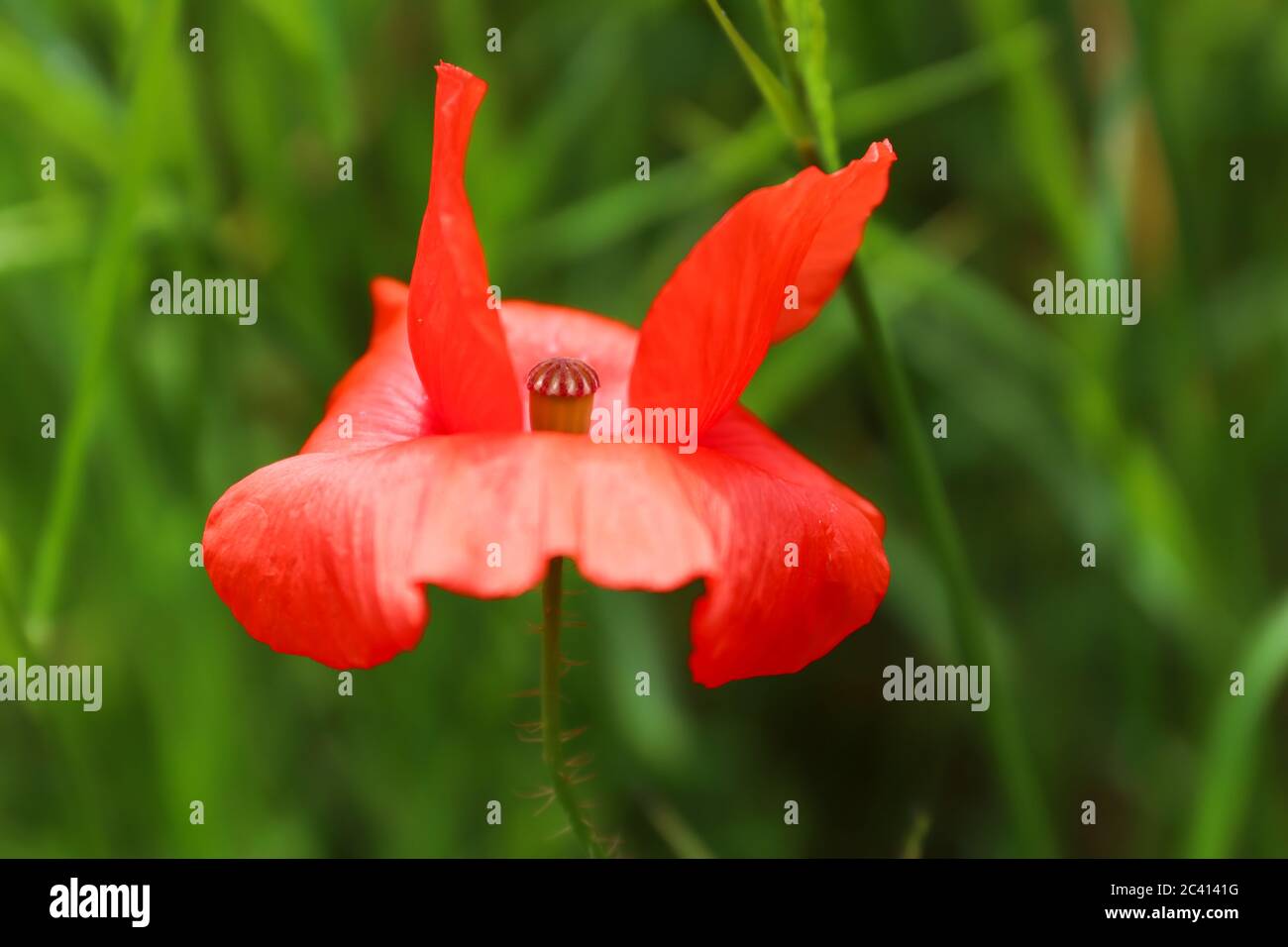 Petali rossi di papavero di mais nel vento - dettaglio Foto Stock