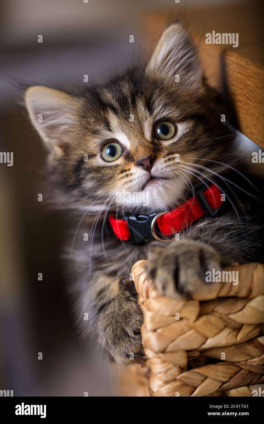 Carino otto (8) settimana vecchio gattino photoshoot con collare rosso Foto Stock
