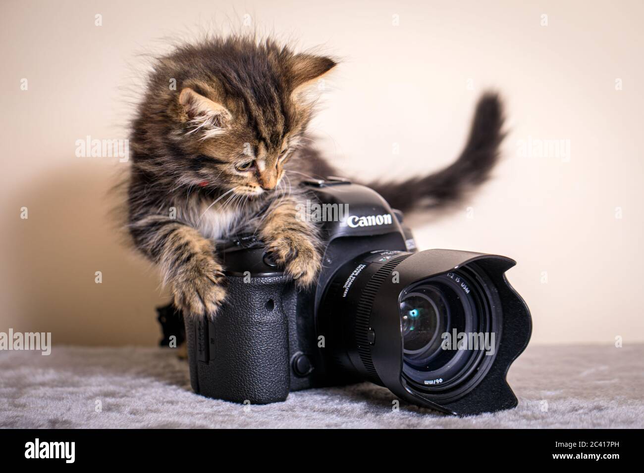 Carino otto (8) settimana vecchio gattino foto con fotocamera e collare rosso Foto Stock