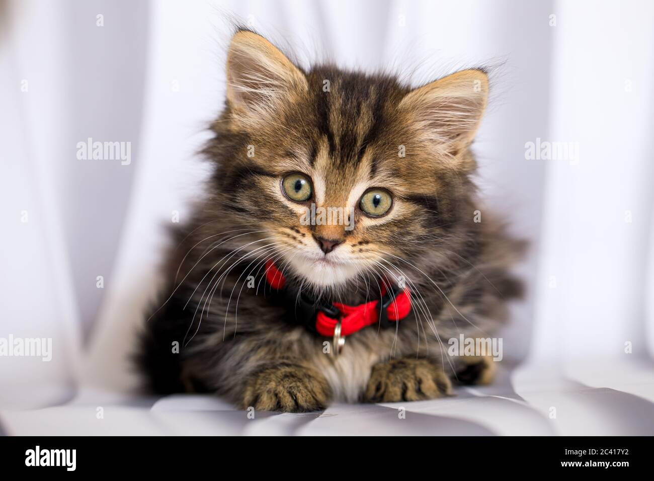 Carino otto (8) settimana vecchio gattino photoshoot con collare rosso Foto Stock