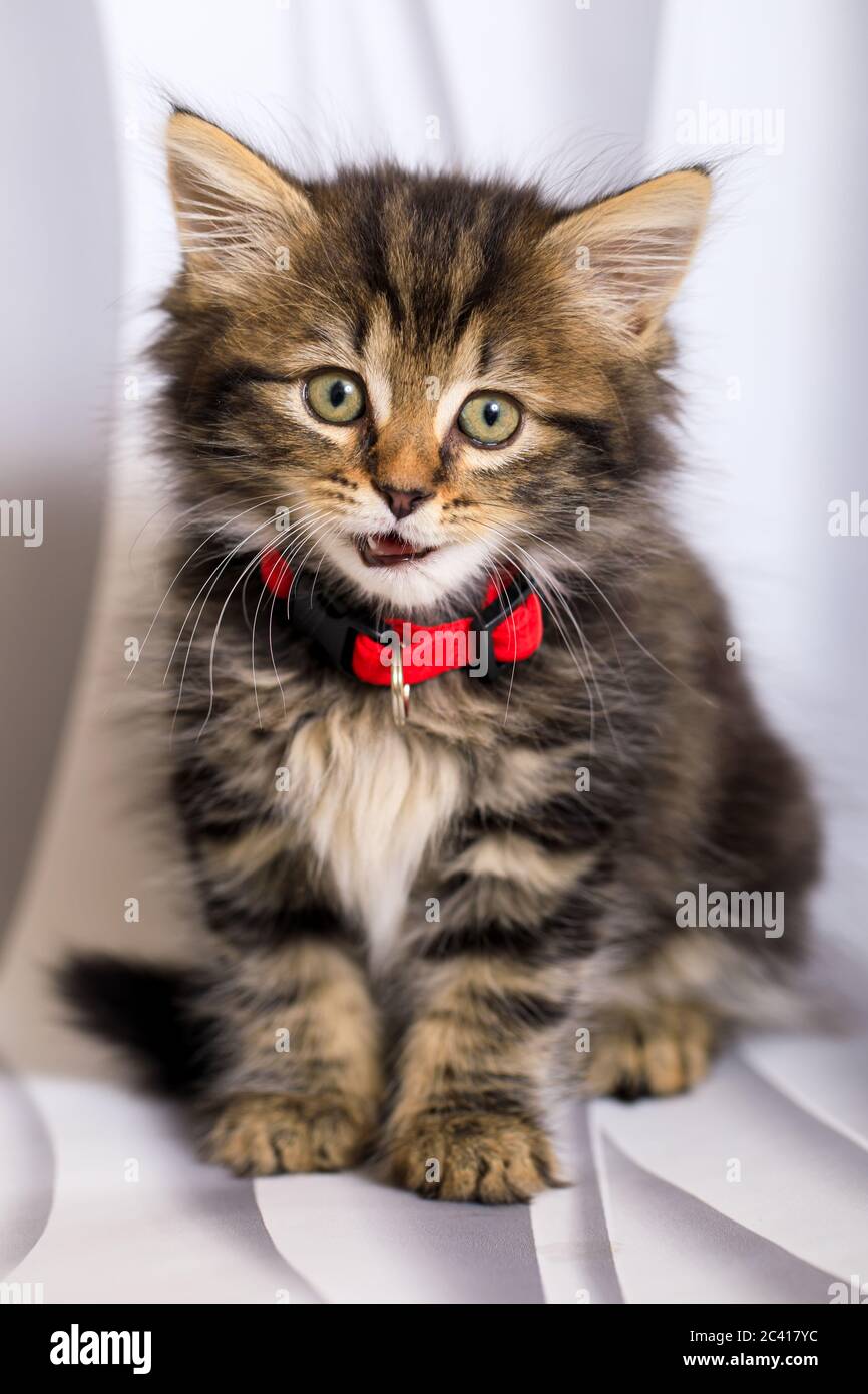 Carino otto (8) settimana vecchio gattino photoshoot con collare rosso Foto Stock