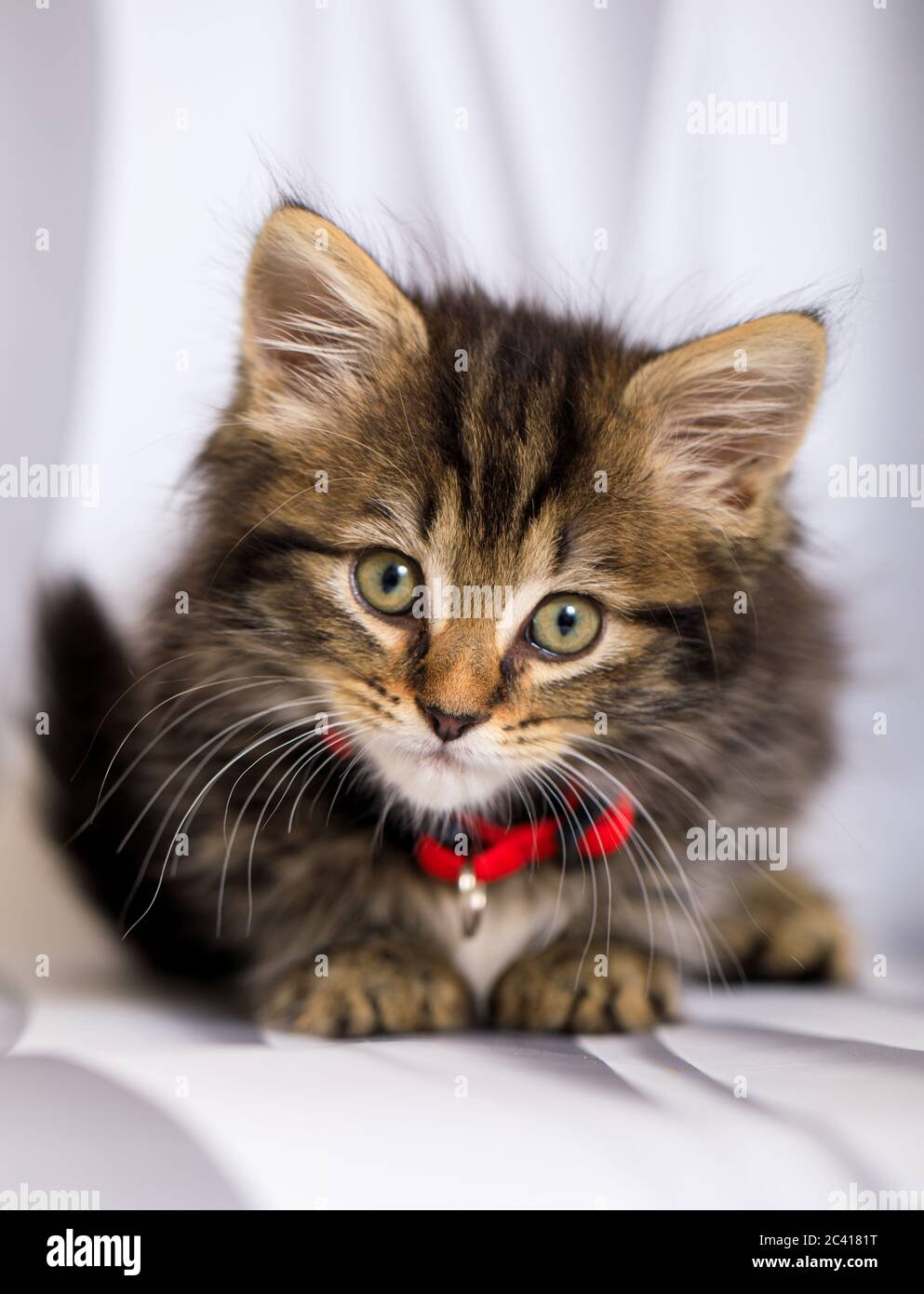 Carino otto (8) settimana vecchio gattino photoshoot con collare rosso Foto Stock