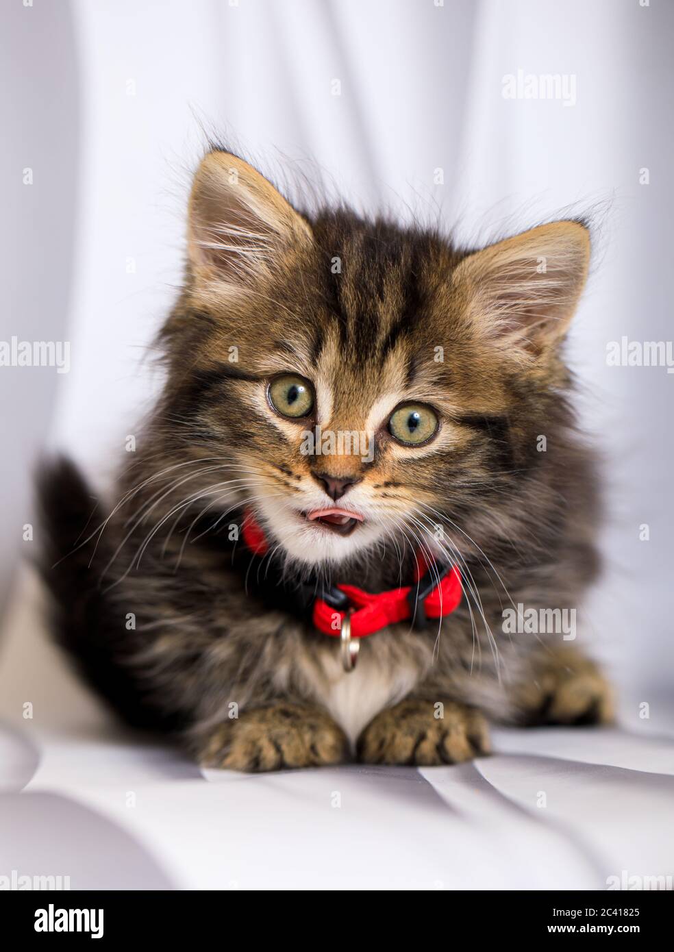 Carino otto (8) settimana vecchio gattino photoshoot con collare rosso Foto Stock