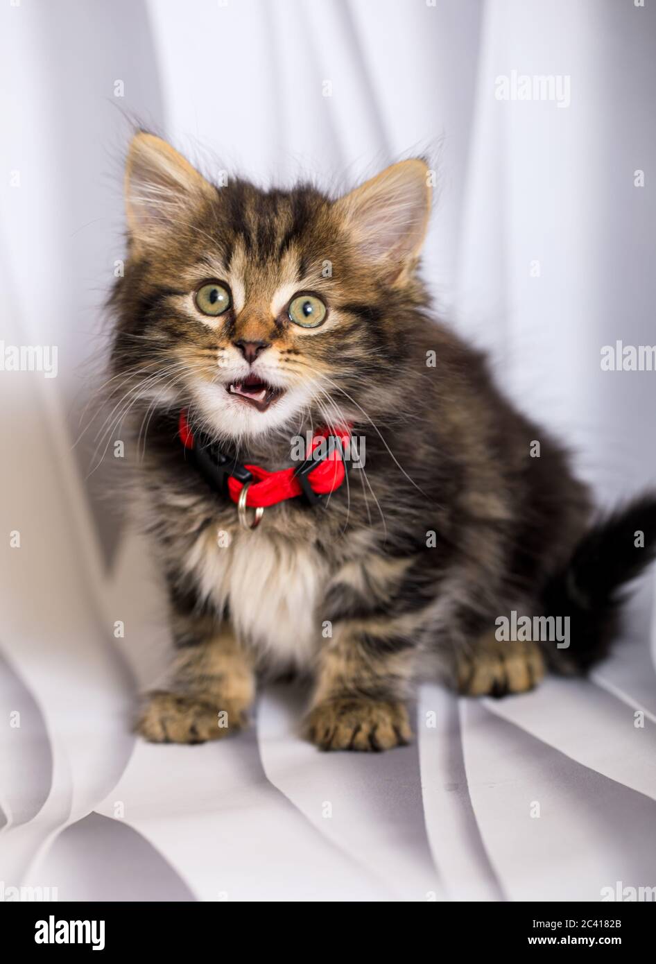 Carino otto (8) settimana vecchio gattino photoshoot con collare rosso Foto Stock