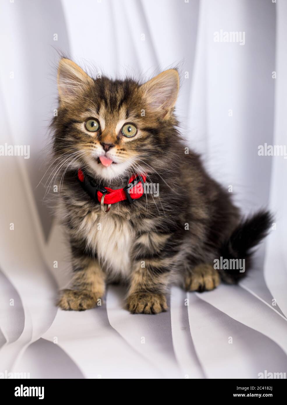 Carino otto (8) settimana vecchio gattino photoshoot con collare rosso Foto Stock
