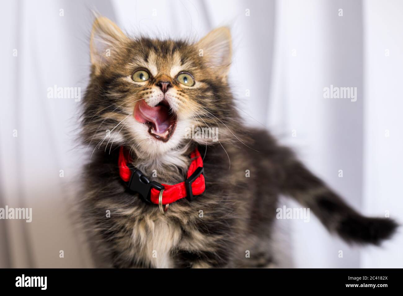Carino otto (8) settimana vecchio gattino photoshoot con collare rosso Foto Stock