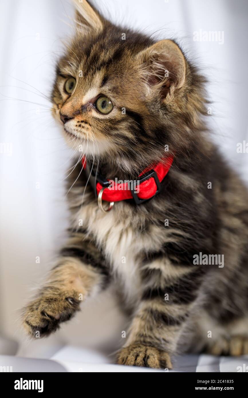 Carino otto (8) settimana vecchio gattino photoshoot con collare rosso Foto Stock