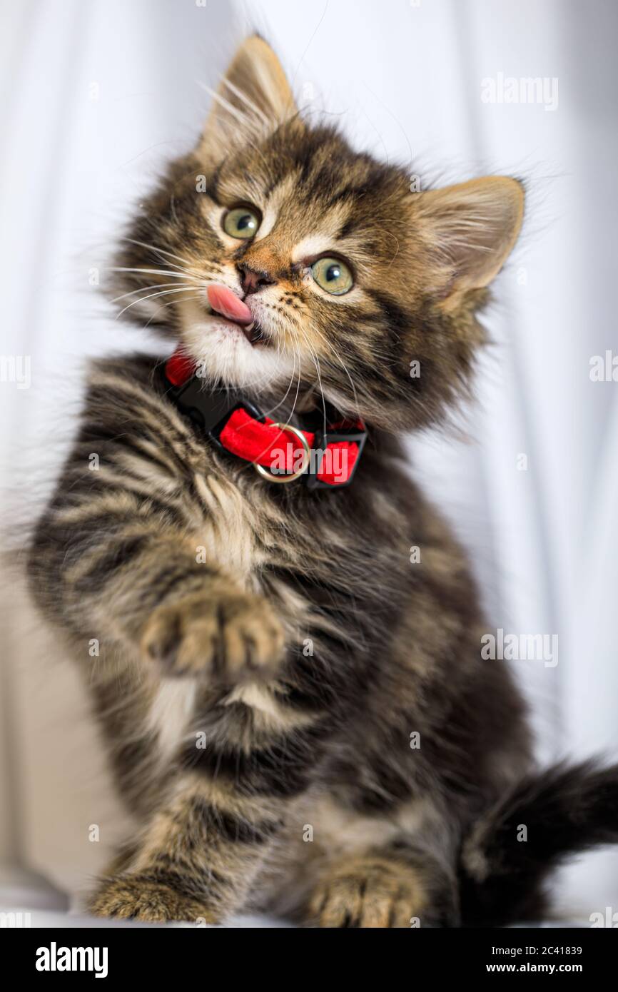 Carino otto (8) settimana vecchio gattino photoshoot con collare rosso Foto Stock