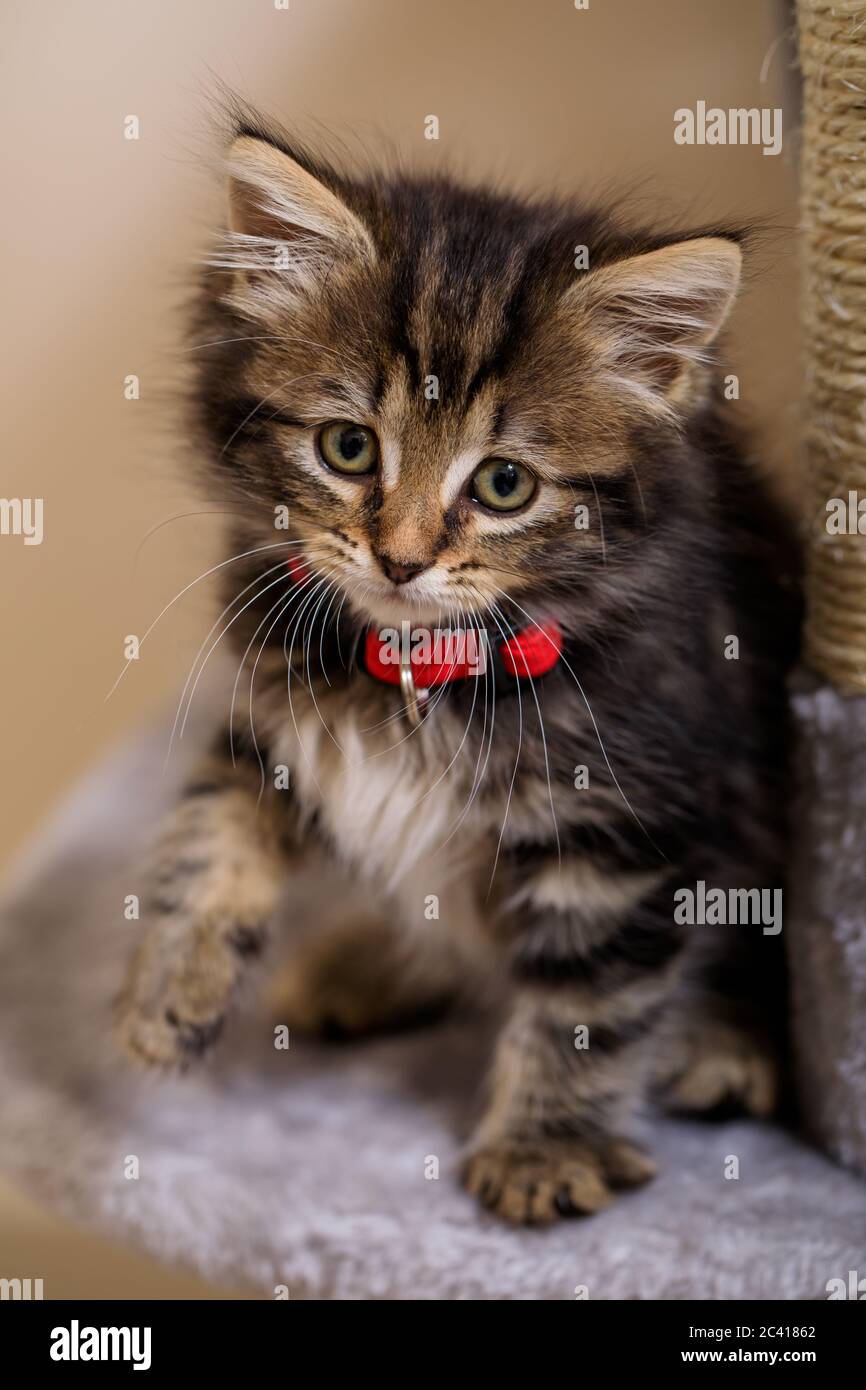 Carino otto (8) settimana vecchio gattino photoshoot con collare rosso Foto Stock